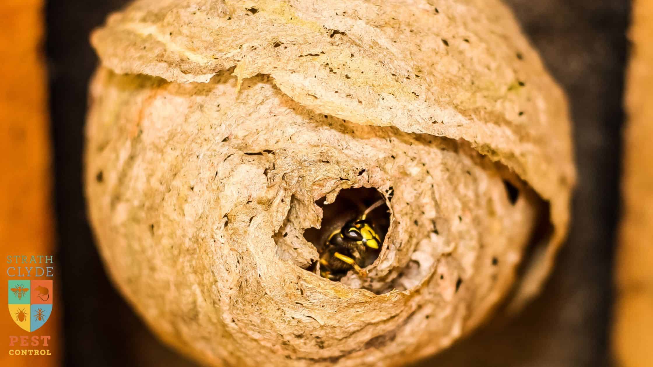 Wasp Nest Removal Glasgow