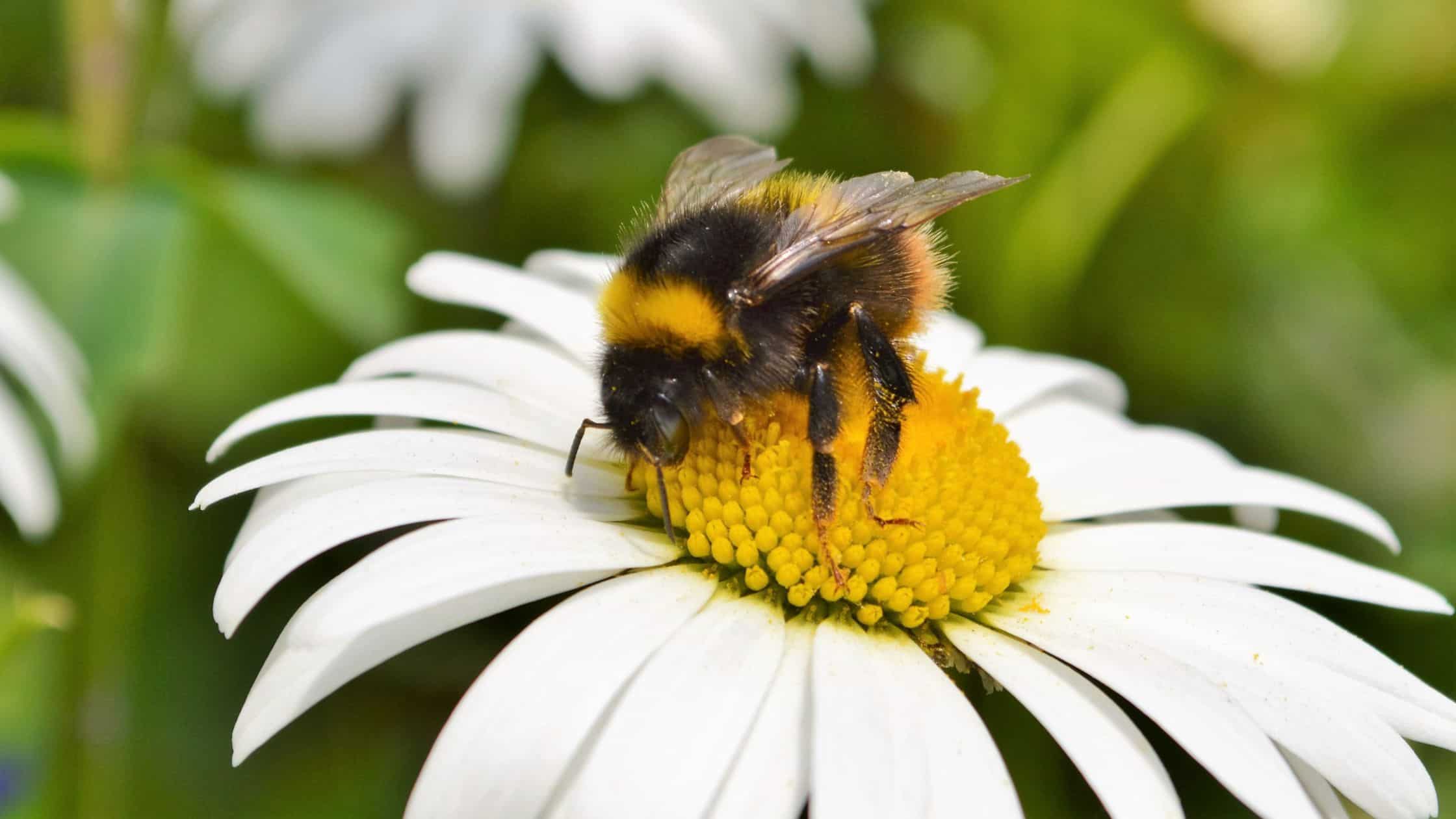 Bees vs Wasps: What’s the Difference and When to Call a Beekeeper