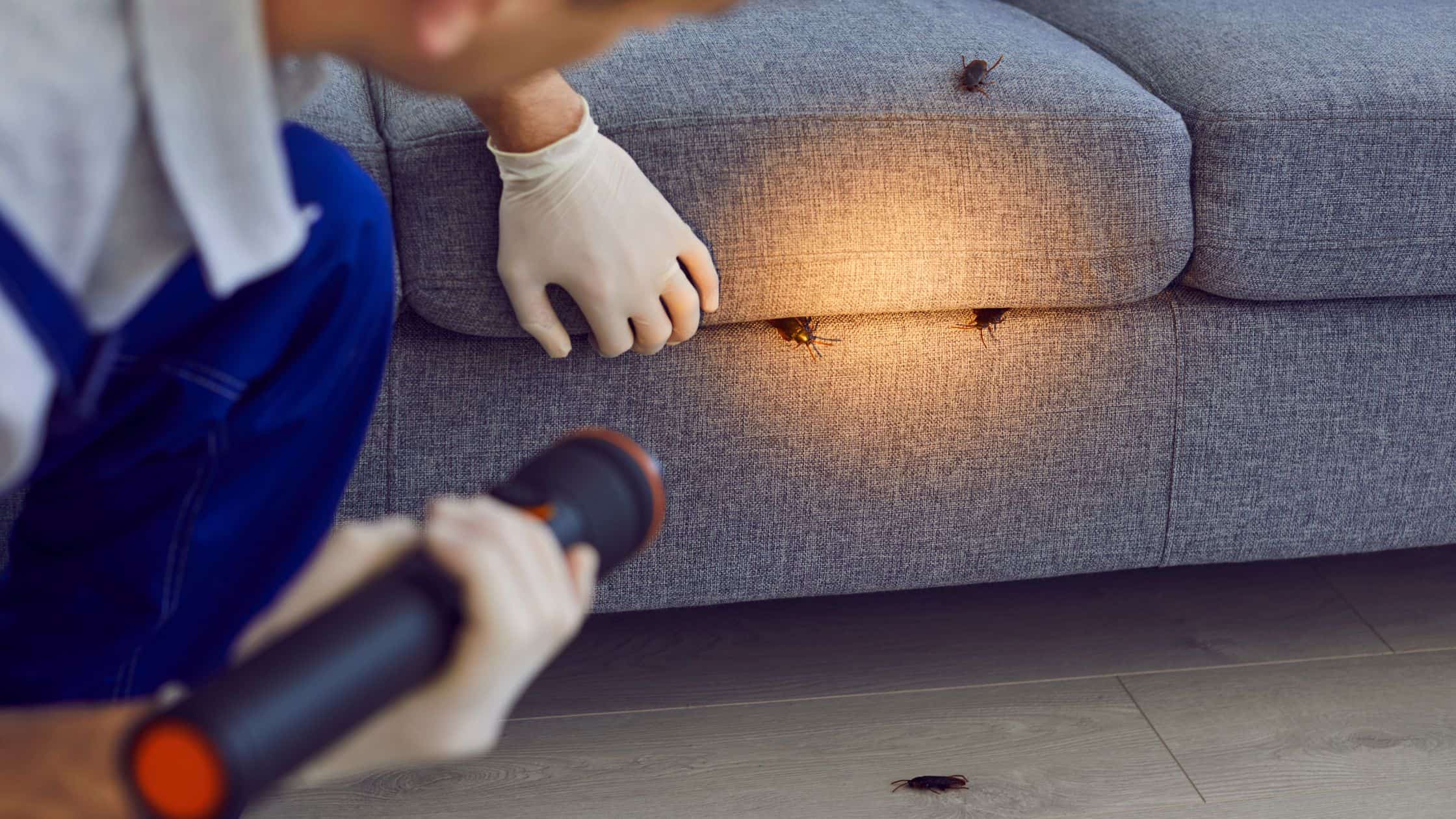 Pest control technician inspecting Glasgow home for signs of insect pest activity