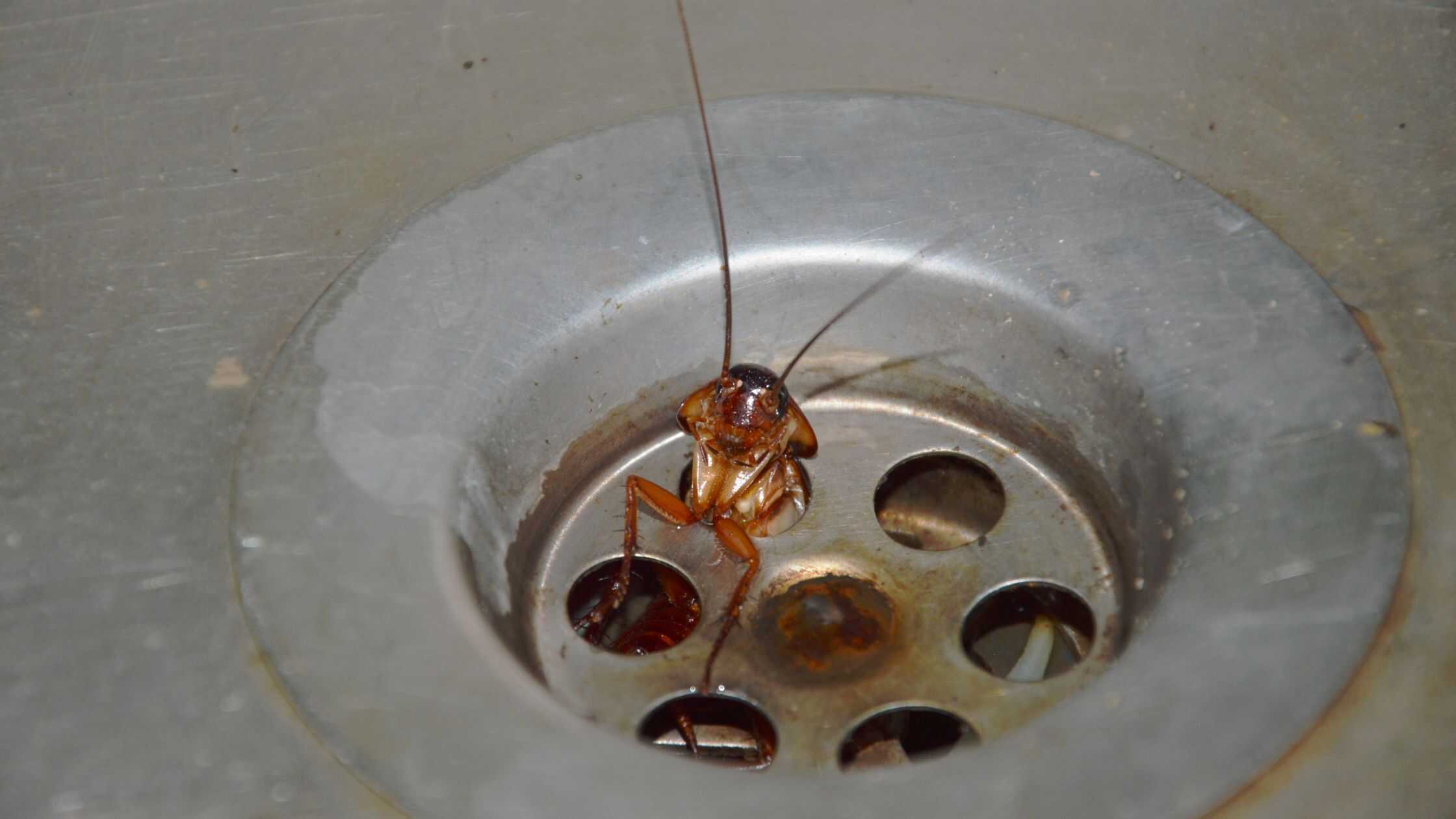 Protecting Your Business from Cockroach Infestations: A Guide for Glasgow Businesses