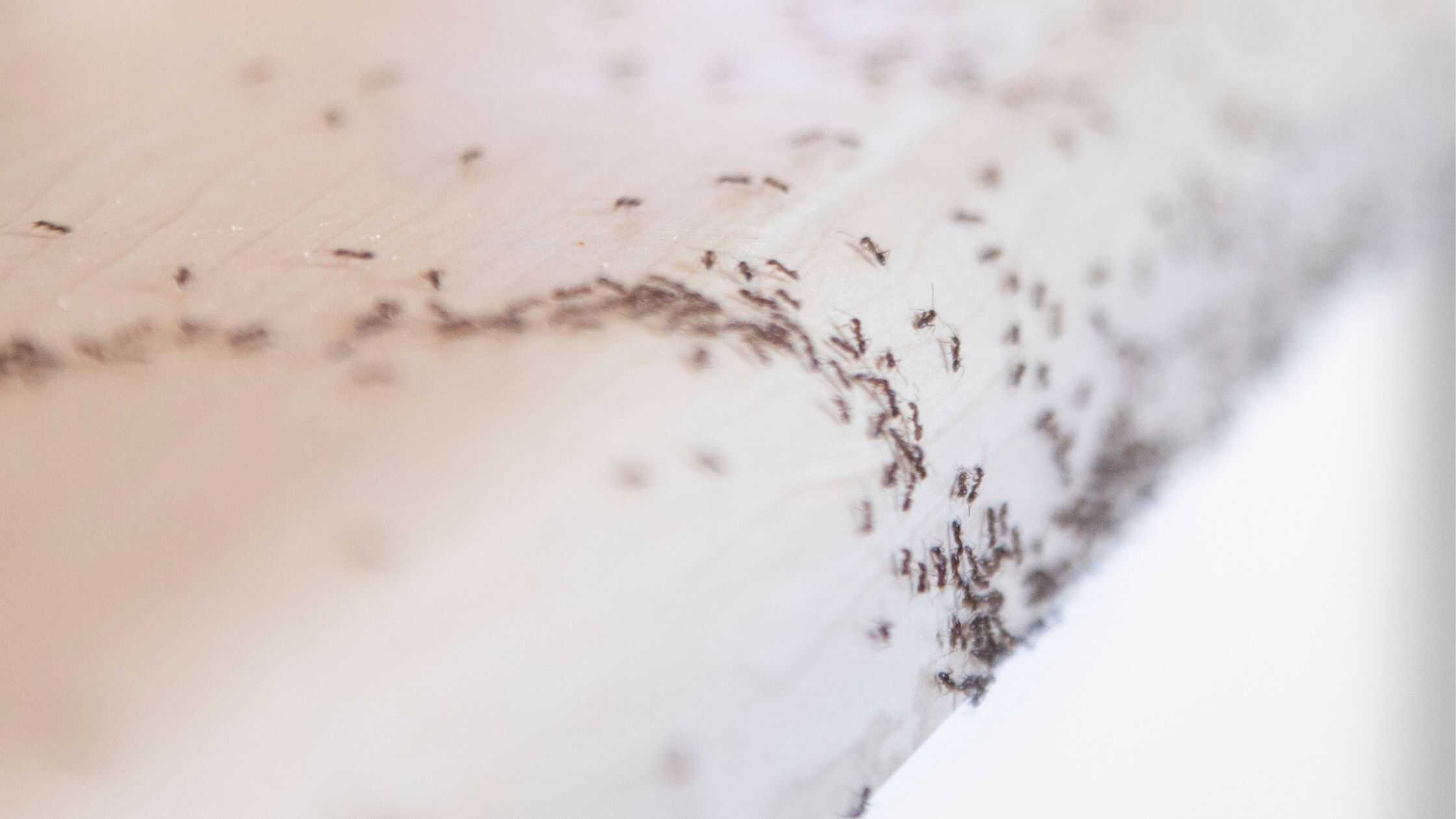 How Do I Get Rid of an Ant Infestation in My Kitchen? Summer Ant Control Tips