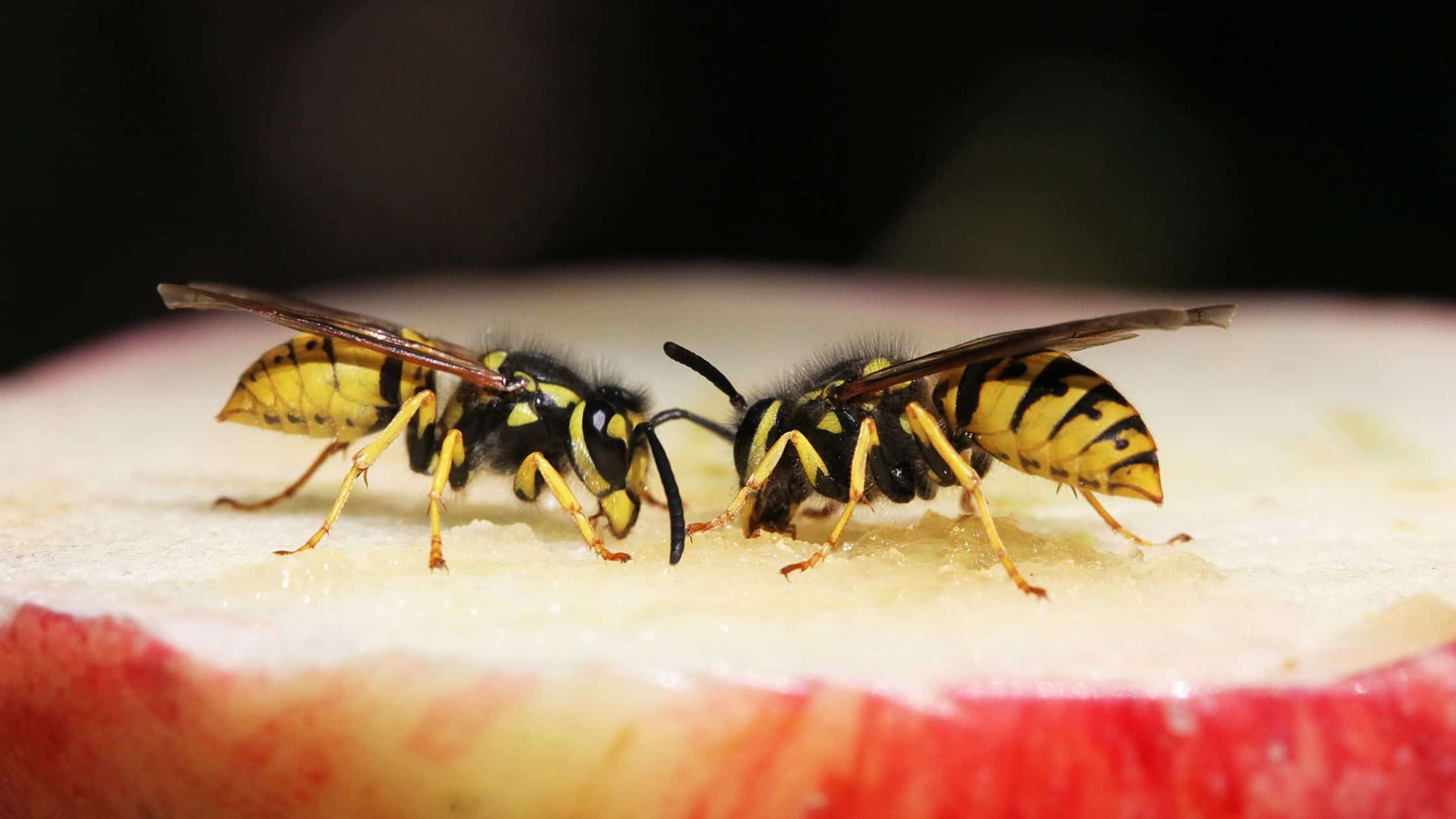 Why Wasps Are Swarming Your Home This Summer (And How to Stop Them)