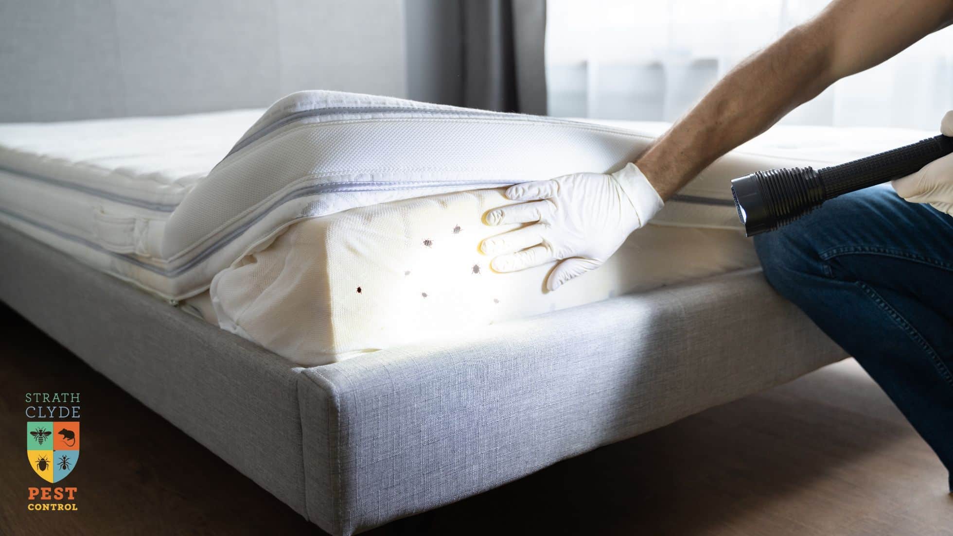 Pest control technician in Glasgow inspecting a mattress for bed bugs with a torch