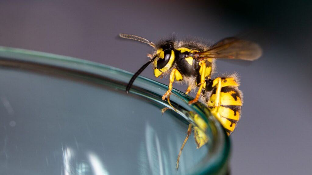 Local wasp nest removal at a Glasgow home by Strathclyde Pest Control.