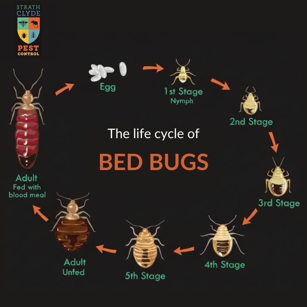 strathclyde-pest-control-bed-bugs-life-cycle