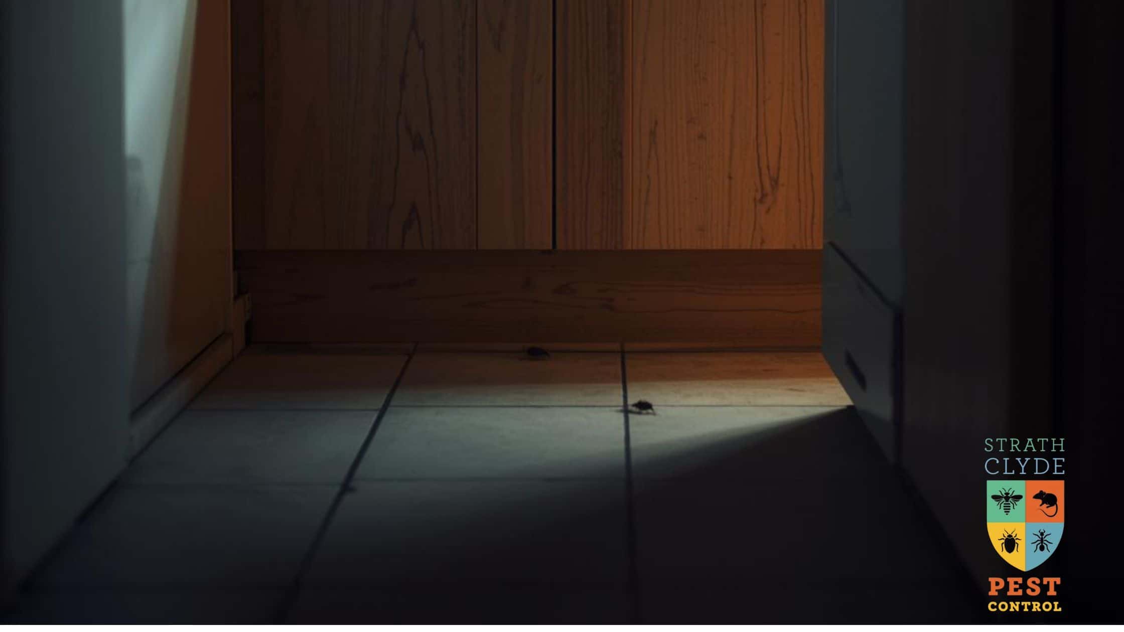 Cockroach spotted in a kitchen cupboard area inside a Scottish home