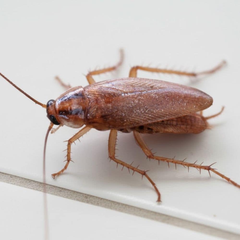 seen this cockroach in your house, its a german cockroach
