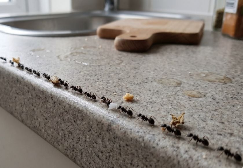 Ant trail along a kitchen skirting board — ant control service in East Kilbride