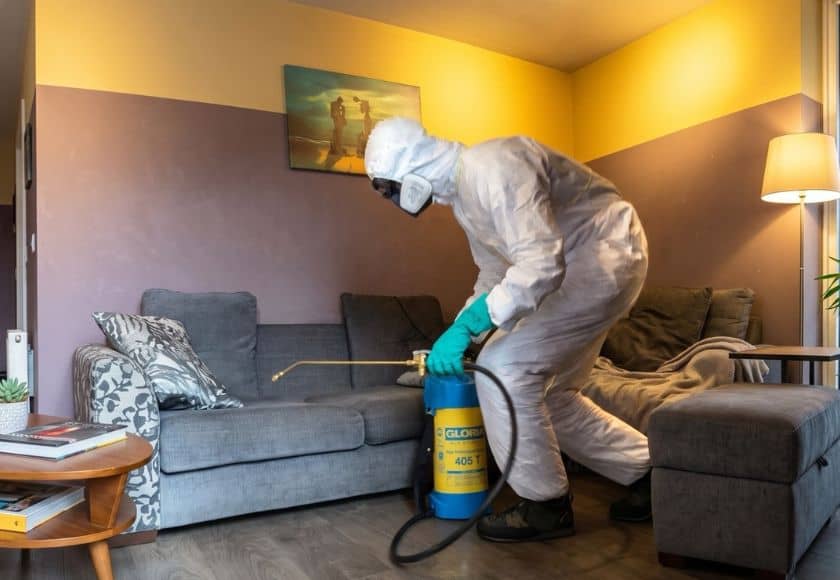 flea-control-east-kilbride-pest-control Strathclyde Pest Control technician carrying out flea treatment on a carpet in Glasgow