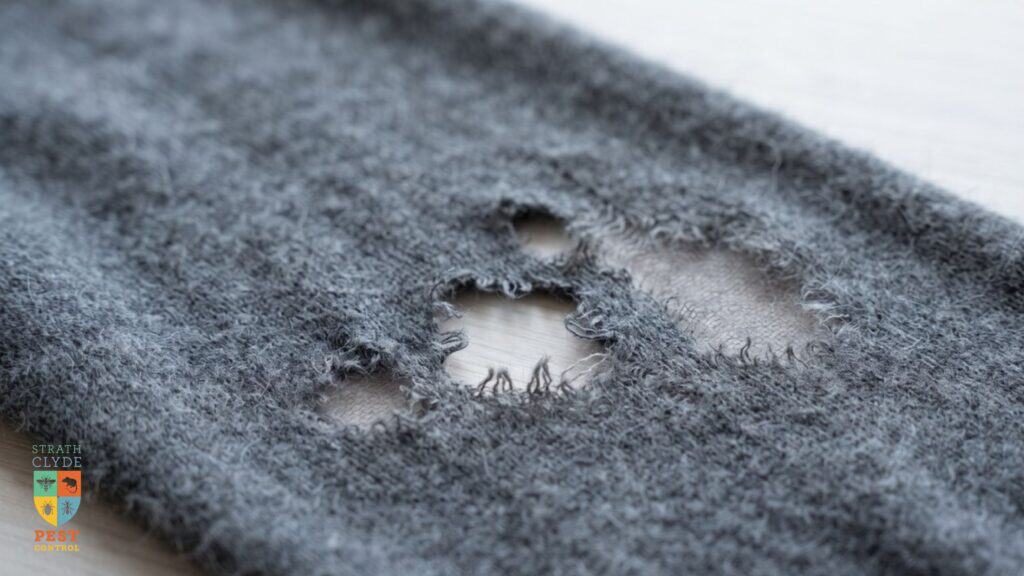 Clothes Moth Damage Wool Glasgow Clothes moth damage on a wool jumper — signs of a clothes moth infestation in a Glasgow home