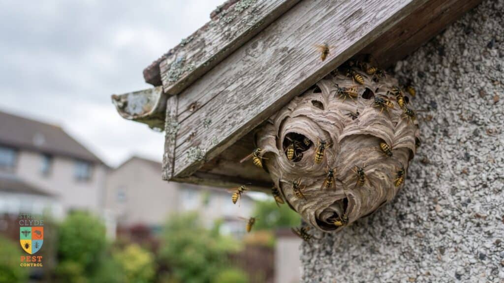 why-are-wasps-so-aggressive-july-august-glasgo Active wasp nest under roof eaves — why are wasps so aggressive in July and August