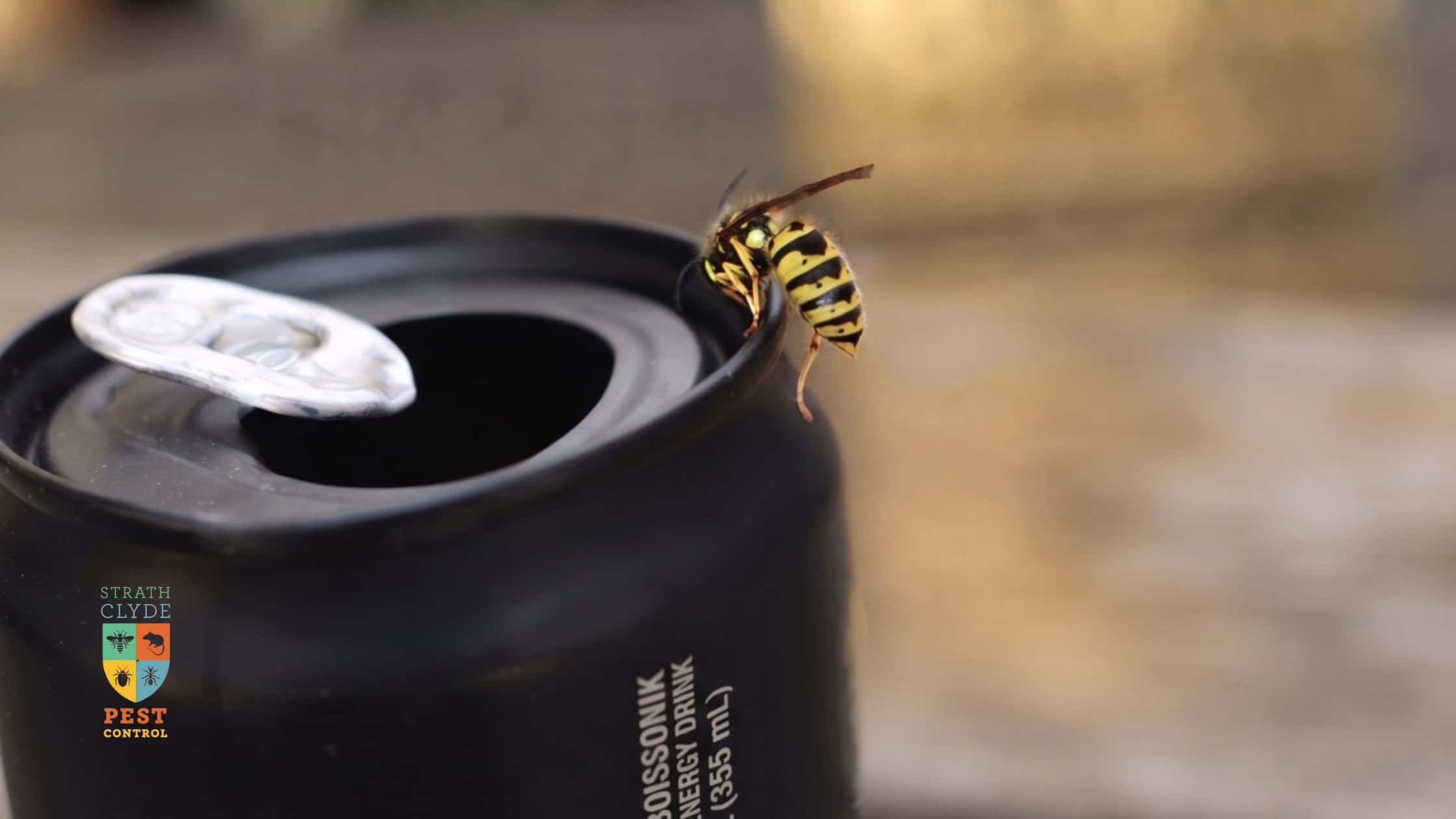 Close up of a wasp on a soda can in a Glasgow garden in summer thinking why are wasps so agressive