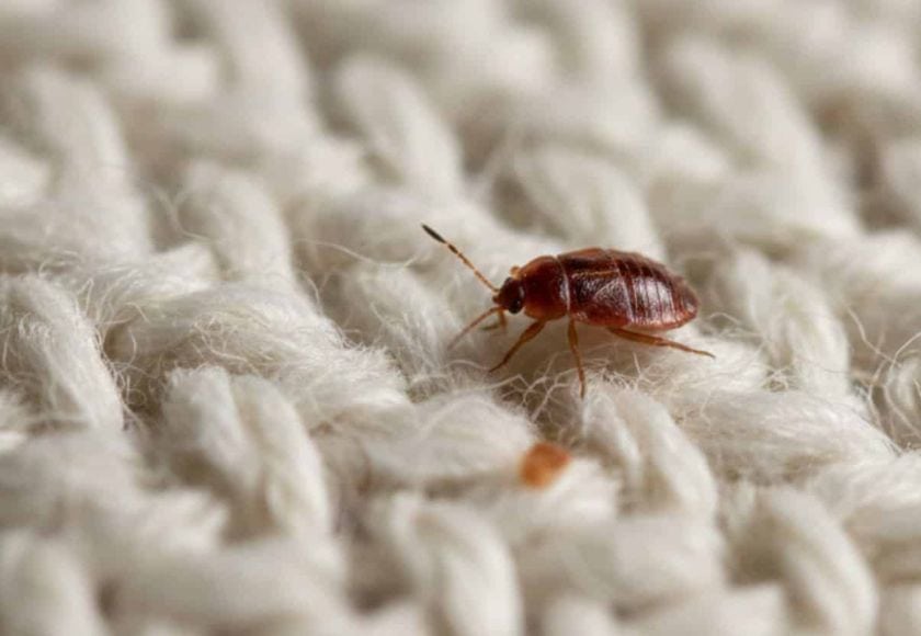 bed-bug-control-services-clarkston Bed bug crawling on fabric requiring pest control Clarkston services