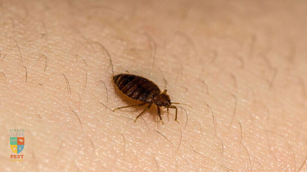 bed-bug-up-close-on-skin A bed bug on someones skin in a household where people are wondering how do you get bed bugs?