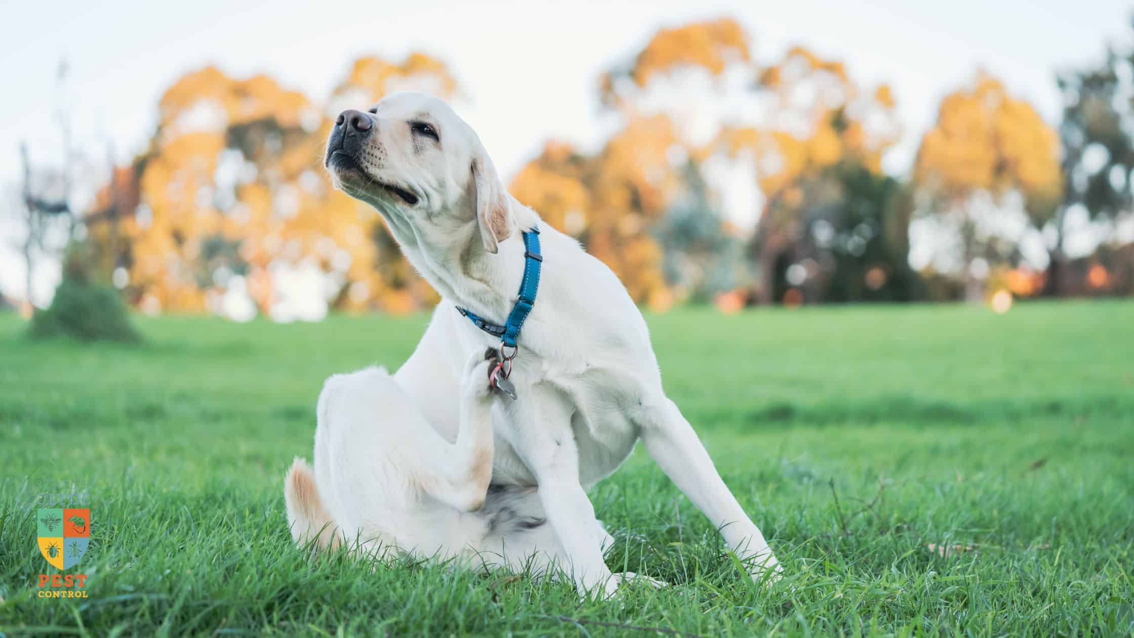 flea infestation home — dog scratching in a Glasgow garden