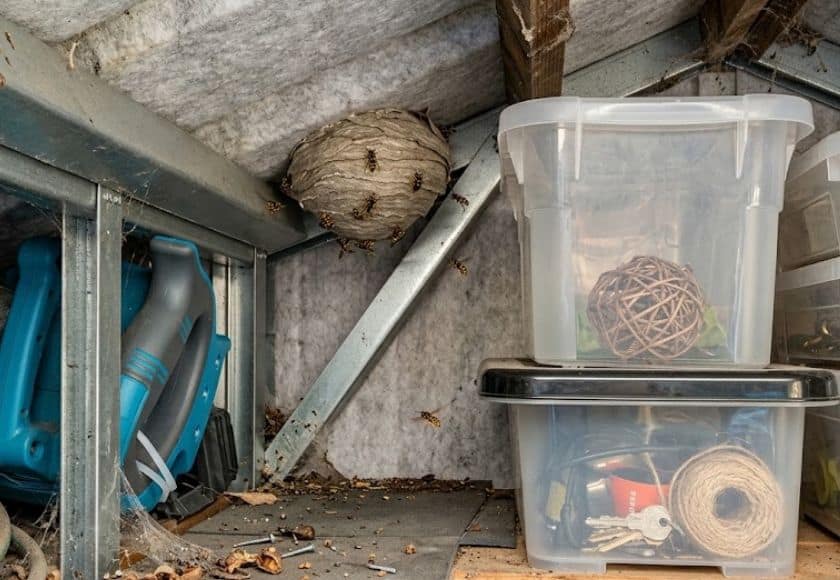 insect-control-wasp-nest-clarkston Active wasp nest in a shed requiring pest control Clarkston treatment