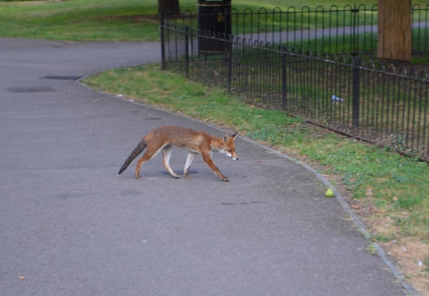 Wildlife Control Clarkston Urban fox walking in a residential park area near Clarkston