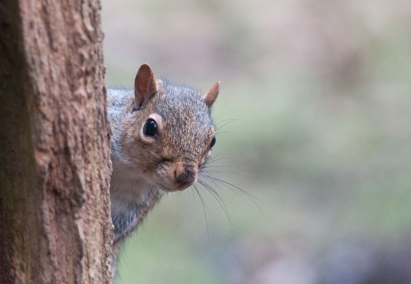 Grey squirrel in a Busby garden — squirrel pest control by Strathclyde Pest Control