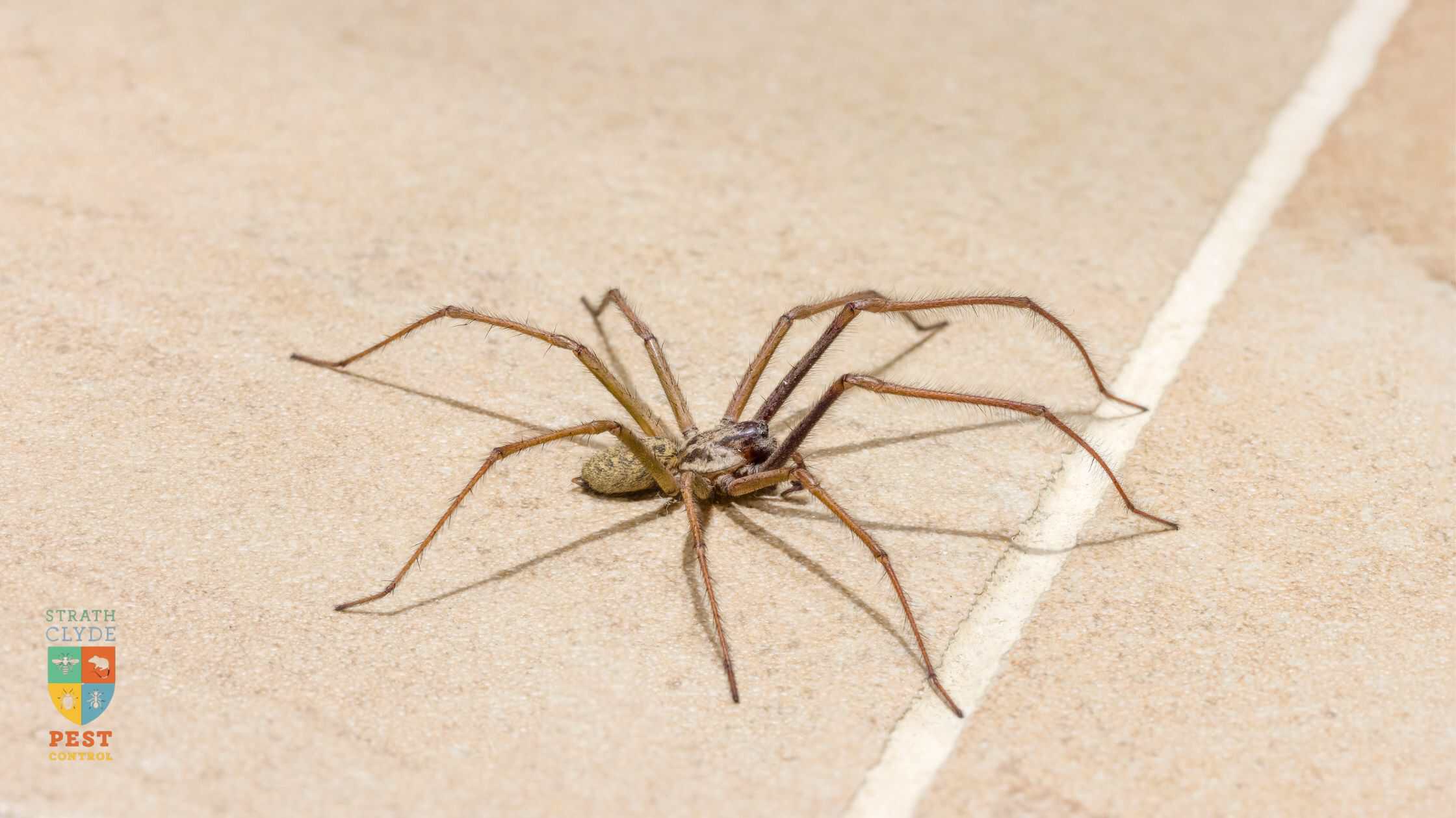 house spiders in autumn found in a Scottish home in September