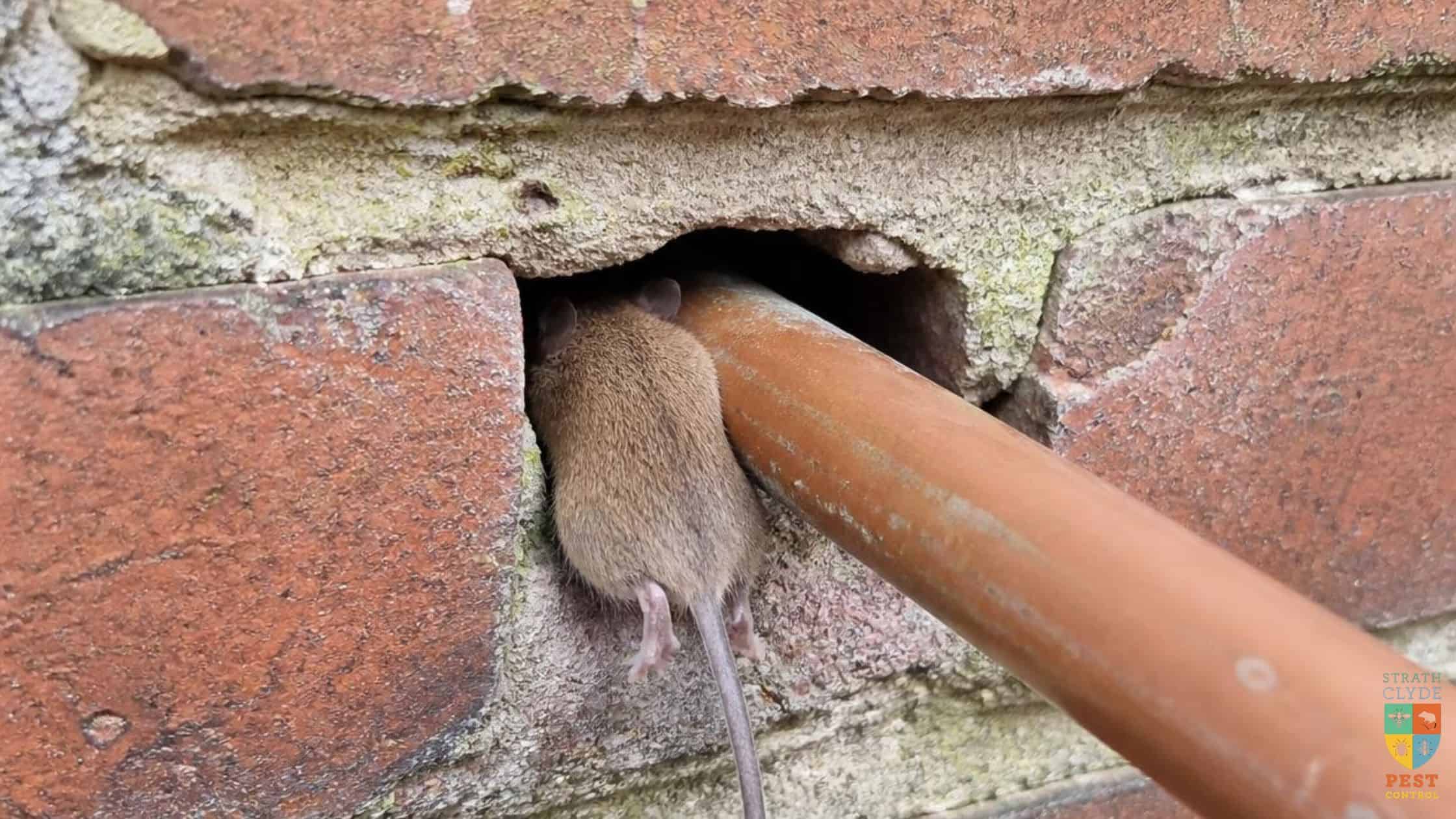 Gap around a water pipe in an external wall — a common mouse entry point in Scottish homes Title: Mouse entry point around pipe — Strathclyde Pest Control
