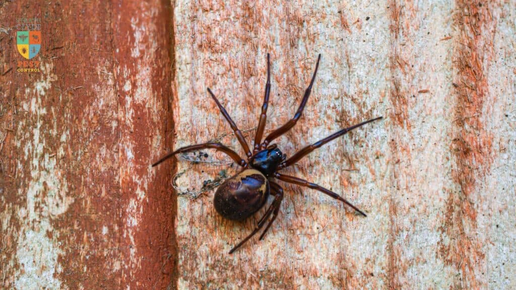 Noble False Widow Spider — Strathclyde Pest Control Noble false widow spider — occasionally found in Scottish homes, identifiable by its dark body and pale markings