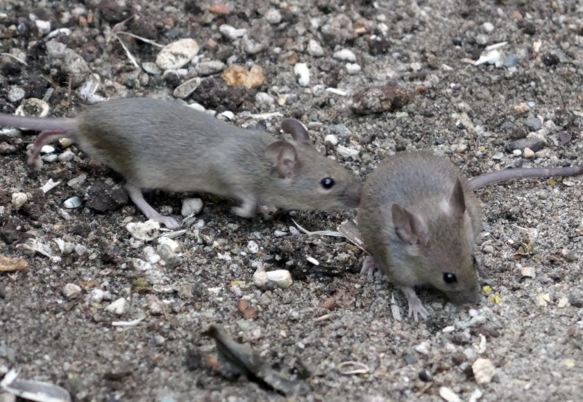 Pest control busy inspecting a rodent problem by a wall in Busby